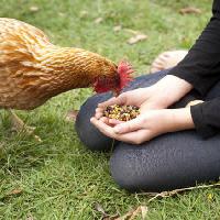 Курица, руки, есть, питание, травы, зеленый Gillian08 - Dreamstime