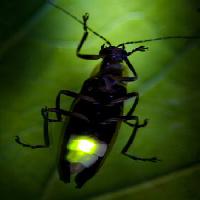 насекомых, животных, диких, диких животных, маленький, лист, зеленый Fireflyphoto - Dreamstime