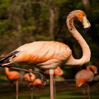 Pixwords изображение с птиц, животных, воды Nunoduarte - Dreamstime