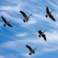 Pixwords изображение с птицы, небо, облака, муха Scol22 - Dreamstime