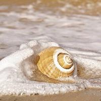 Pixwords изображение с море, вода, раковина, песок, пляж Robyn Mackenzie (Robynmac)
