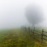 туман, поле, дерево, забор, зеленый, трава Andrei Calangiu - Dreamstime