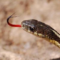 Pixwords изображение с змея, животное, дикий Gerald Deboer (Jerryd)