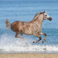 Pixwords изображение с лошадь, вода, море, пляж, животное Regatafly