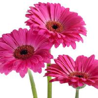 Pixwords изображение с цветы, цветок, розовый, фиолетовый Tatjana Baibakova - Dreamstime