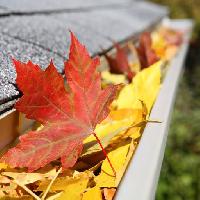 Pixwords изображение с лист, листья, канализация, крыша Suzanne Tucker (Soupstock)