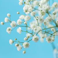 Pixwords изображение с дерево, белые, цветение, цветок, цветы Melica
