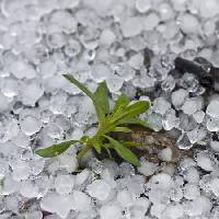 Pixwords изображение с бусы, лед, дождь, цветок, зеленый, завод Dantautan - Dreamstime