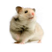 крыса, мышь, животное Isselee - Dreamstime