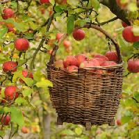 Pixwords изображение с яблоки, корзина, дерево Petr  Cihak - Dreamstime