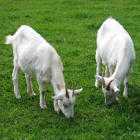 Pixwords изображение с животное, козел, коз, зеленый, трава Dimitar Marinov (Oorka)