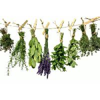 Pixwords изображение с растения, зеленый, размахивая, веревка, цветок, цветы Angelamaria - Dreamstime