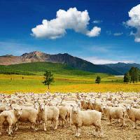 Pixwords изображение с овцы, бараны, природа, горы, небо, облака, стадо Dmitry Pichugin - Dreamstime