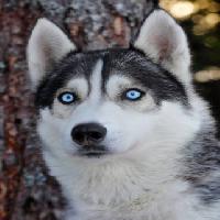 Pixwords изображение с собака, глаза, голубой, животное Mikael Damkier - Dreamstime