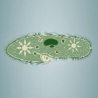 след, водоросли, зеленый, звезда, микроскопические ткани Vladimir Zadvinskii (Vladimiraz)