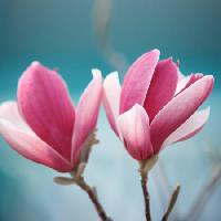 Pixwords изображение с цветок, розовый Sofiaworld - Dreamstime