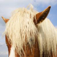 Pixwords изображение с лошадь, голова, животное, уши Raomn