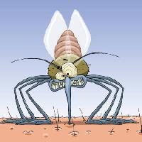 Pixwords изображение с комаров, животные, волосы, мухи, семья, инфекция, малярия Dedmazay - Dreamstime