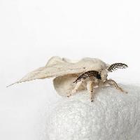 Pixwords изображение с животное, насекомое, белый Yulan