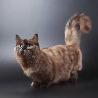 Pixwords изображение с кошка, животное Ekaterina Cherkashina - Dreamstime