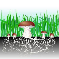 Pixwords изображение с зеленый, трава, грибы, грибы, продукты питания, едят Designua