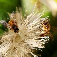 Pixwords изображение с пчелы, природа, пчела, Польша, цветок Sheryl Caston - Dreamstime