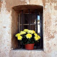 Pixwords изображение с цветы, цветы, окно, желтый, стены Elifranssens