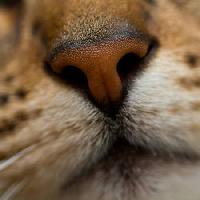Pixwords изображение с нос, животное Mike Taylor - Dreamstime