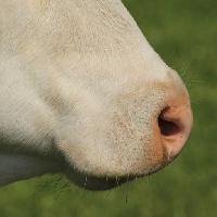 Pixwords изображение с нос, животное Marie Sprunger (Mariephotos)