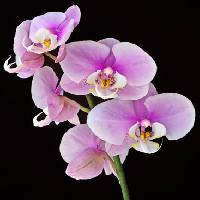 Pixwords изображение с цветок, цветы, розовый, лиловый Jruffa - Dreamstime