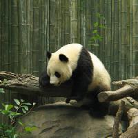 панда, медведь, маленький, черный, белый, дерево, лес Nathalie Speliers Ufermann - Dreamstime