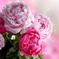 Pixwords изображение с цветок, цветы, сад, роза Piccia Neri - Dreamstime