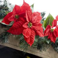 Poinsettias, цветок, красный, сад, растения, рождественские Jose Gil - Dreamstime