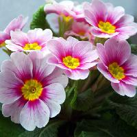 Pixwords изображение с цветы, цветок, розовый, белый, природа Taina Sohlman (Taina10)