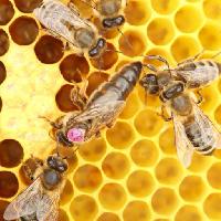 Pixwords изображение с пчелы, улей, животные, насекомые, насекомых, животных, мед Rtbilder