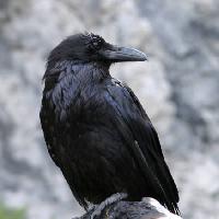 птица, черный, пик Matthew Ragen - Dreamstime