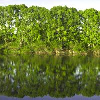 дерево, деревья, вода, зеленый, озеро Vadim Yerofeyev - Dreamstime