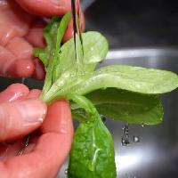 Pixwords изображение с для мытья рук, руки, салат, вода, чистый Lena Andersson (Lason)