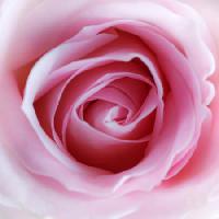 Pixwords изображение с цветок, розовый Misterlez - Dreamstime