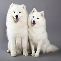 Pixwords изображение с собака, животное, белый Lilun - Dreamstime