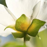 цветок, растение, природа, зеленый, белый Francisco  Caravana (Caravana)