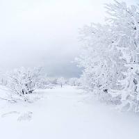 зимние, белый, дерево Kutt Niinepuu - Dreamstime
