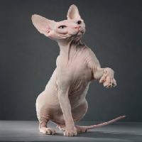 Pixwords изображение с кошка, животное, выбрит, побрился Krissilundgren - Dreamstime