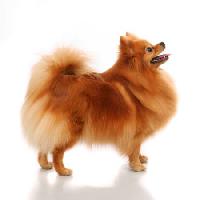 Pixwords изображение с собака, животное Farinoza - Dreamstime