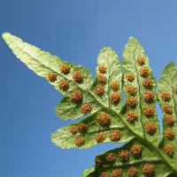 Pixwords изображение с растение, цветок, зеленый, природа, коричневый, лист, листья Gherzak