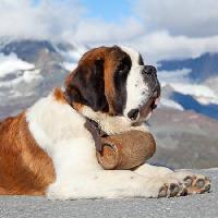 Pixwords изображение с собака, ствол, горная Swisshippo - Dreamstime