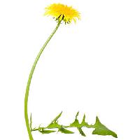 Pixwords изображение с цветок, цветы, одуванчик, зеленый, лист, желтый Chesterf