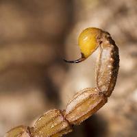 Pixwords изображение с скорпион, животных, насекомых Mauro Rodrigues (Membio)