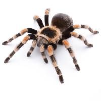 Pixwords изображение с животных, насекомых, пауков, ноги Okea - Dreamstime