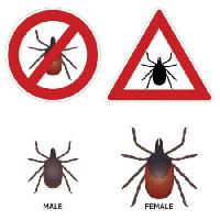Pixwords изображение с знак, насекомых, мужской, женский Micka - Dreamstime